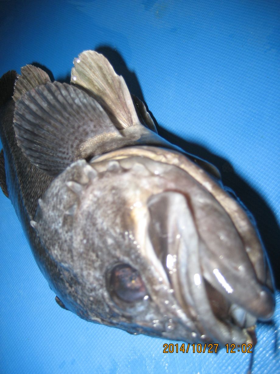 008.JPG