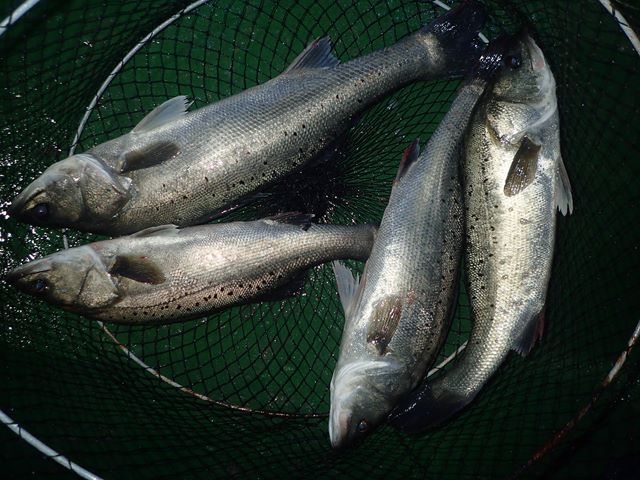 P1020064.jpg
