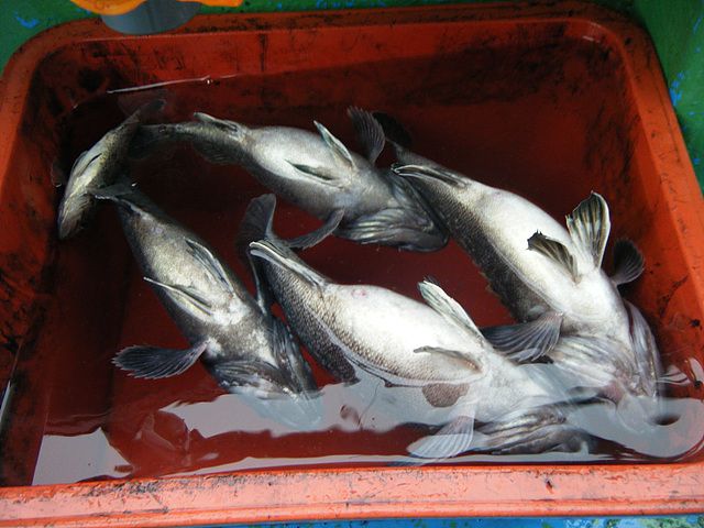 DSCF6260.jpg