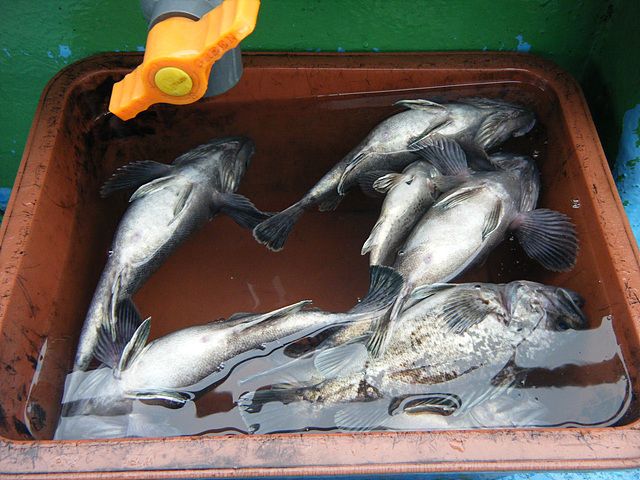 DSCF6261.jpg