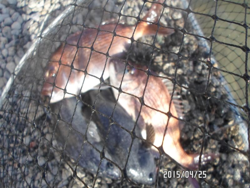 �ٹ̱�_SAM_0060.JPG