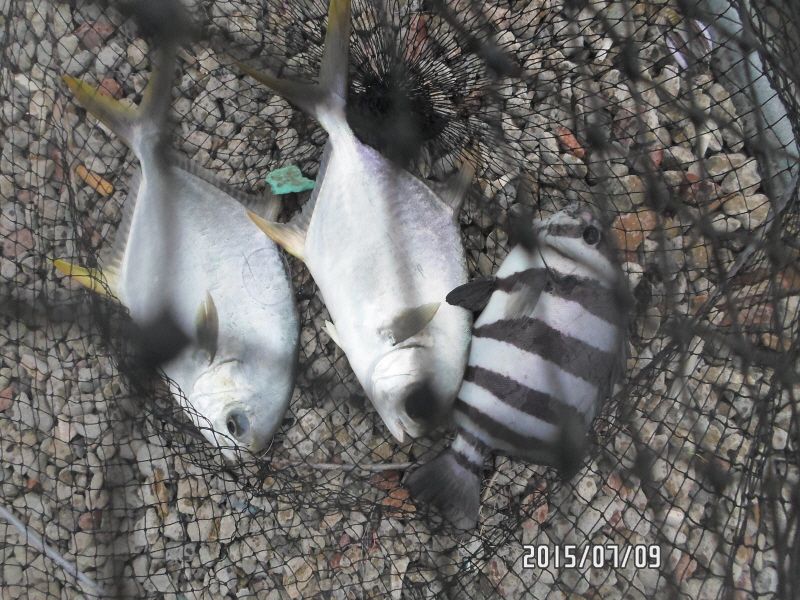 �ٹ̱�_SAM_0039.JPG