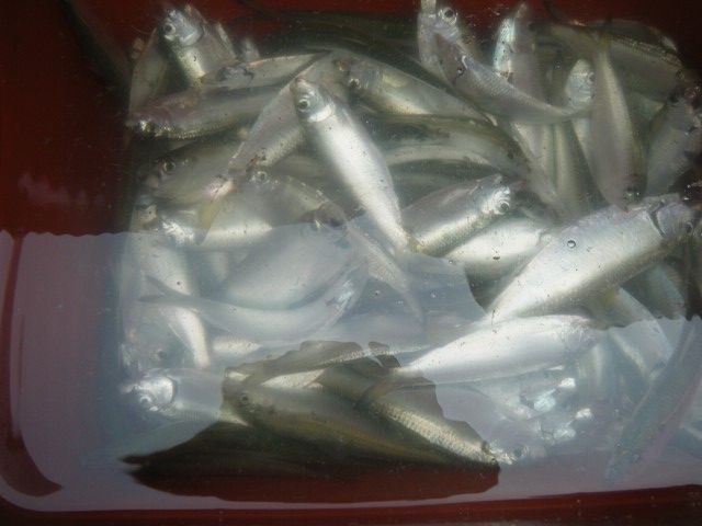 DSCF9817 (480x640).jpg