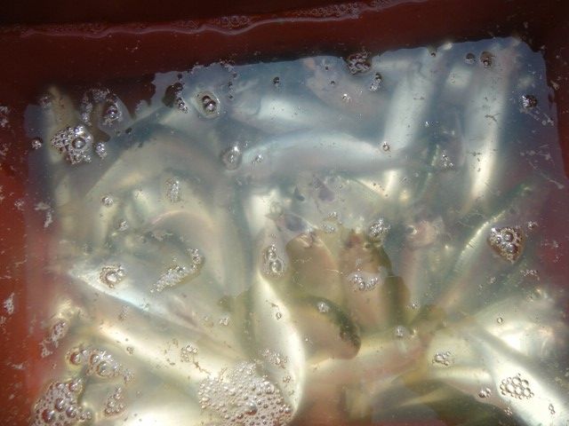 DSCF9826 (480x640).jpg