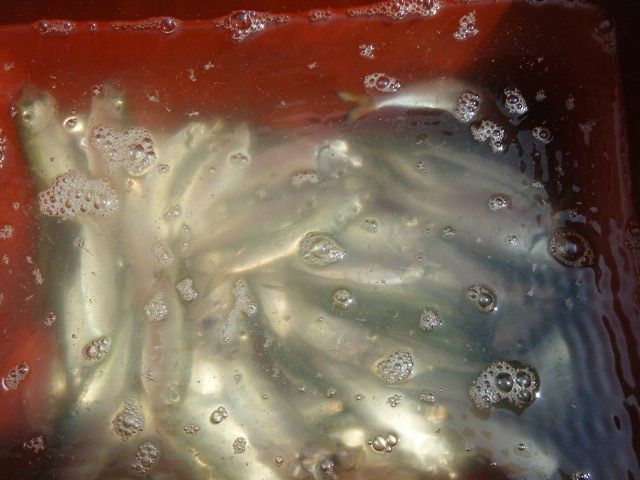 DSCF9828 (480x640).jpg