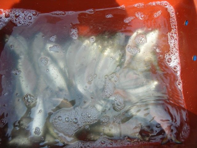 DSCF9827 (480x640).jpg