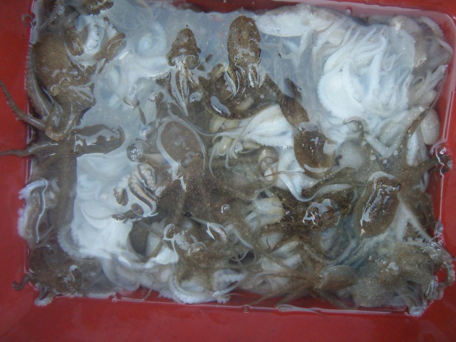 DSCF0700.JPG