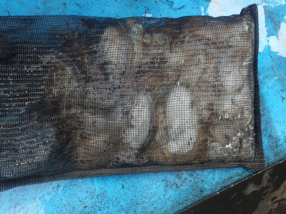 PA210010.JPG