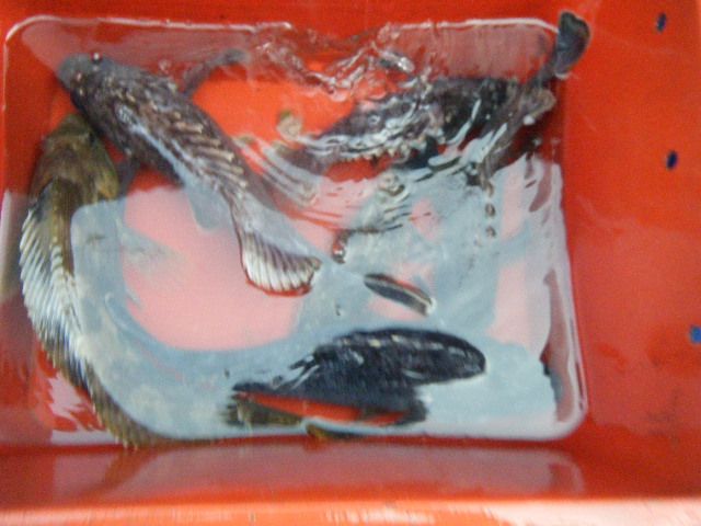 DSCF3526.JPG