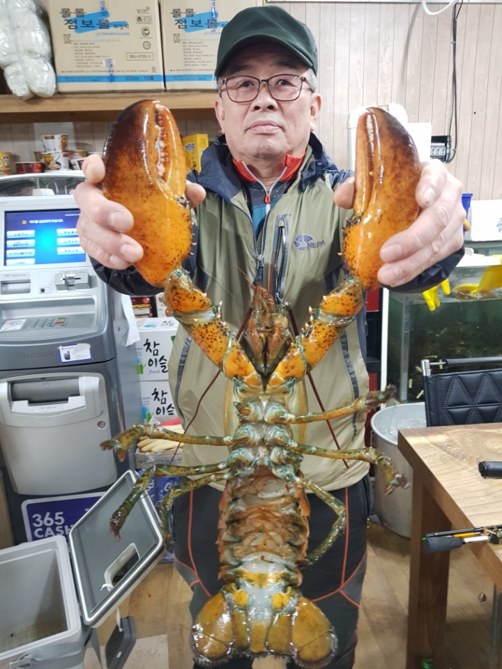 ★소래바다낚시터★ 바다낚시조황 > [소래바다낚시터] 조황정보입니다. 노지(우럭,강도다리,광어), 하우스(랍스터) 동시운영중!!! 문의전화 01..