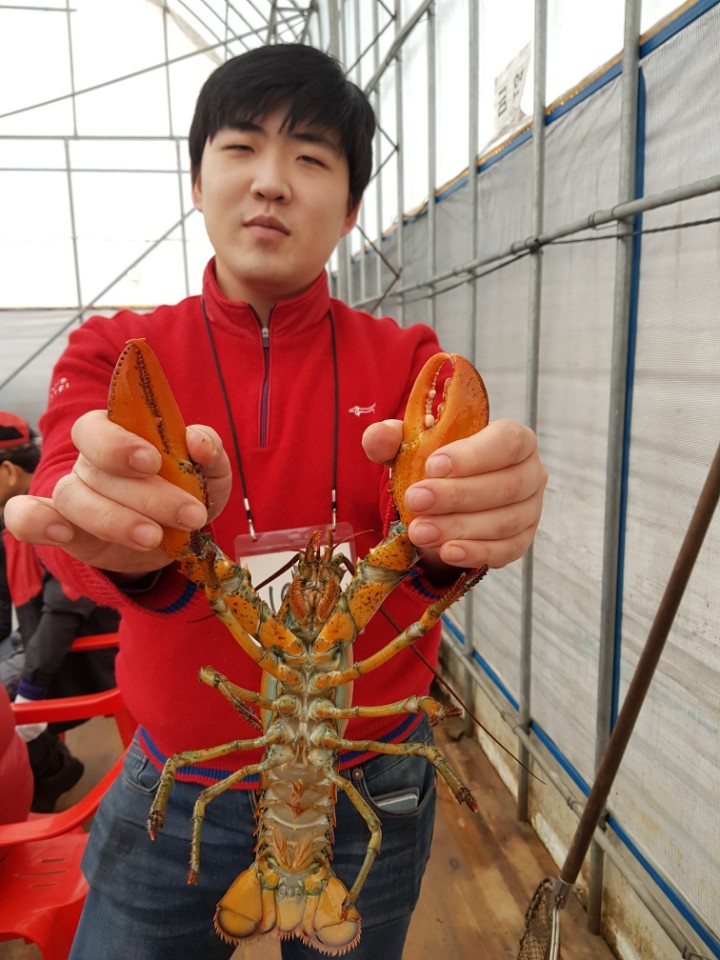 ★소래바다낚시터★ 바다낚시조황 > [소래바다낚시터] 조황정보입니다. 노지(우럭,강도다리,광어), 하우스(랍스터) 동시운영중!!! 문의전화 01..