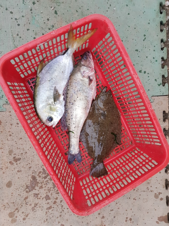 ★소래바다낚시터★ 바다낚시조황 > 인천 [소래바다낚시터], [소래랍스터하우스] 조황정보입니다. (하우스,노지 동시운영중) 010.5356.39..