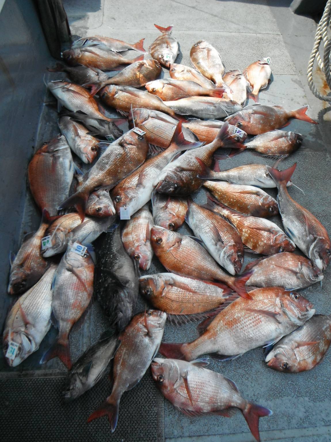 DSCF8460.JPG