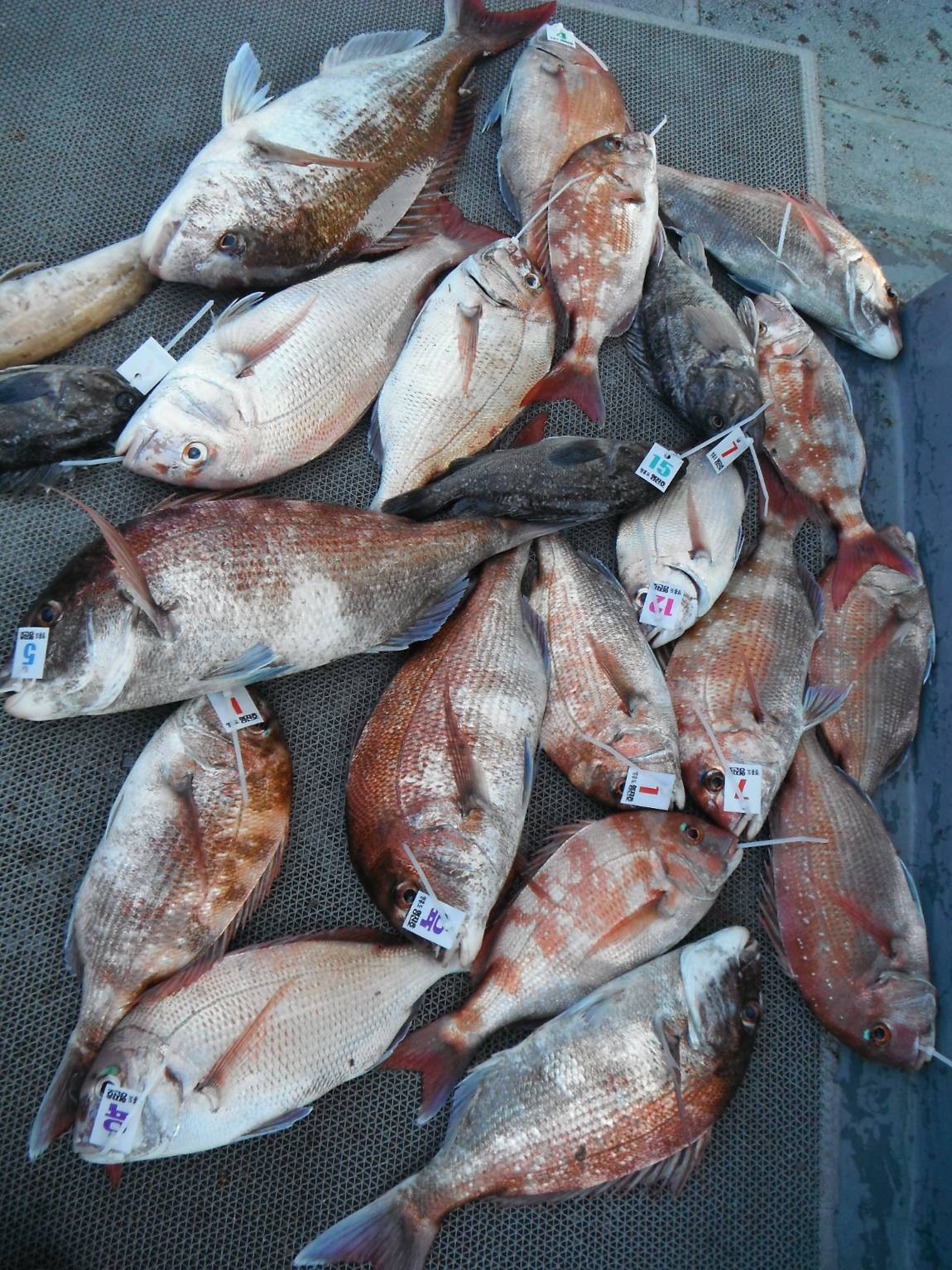 DSCF8788.JPG