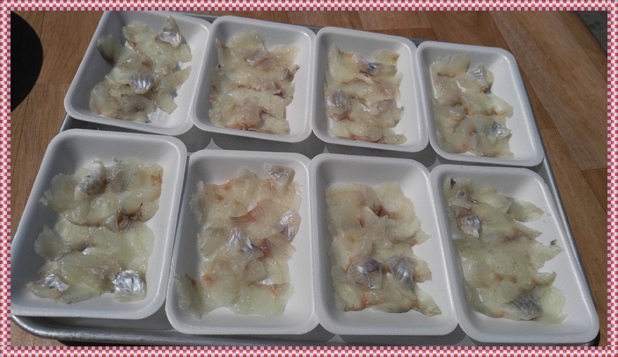 장고항굿맨낚시 > 5월21일 자연식좌대 조황입니다. : 낚시사랑