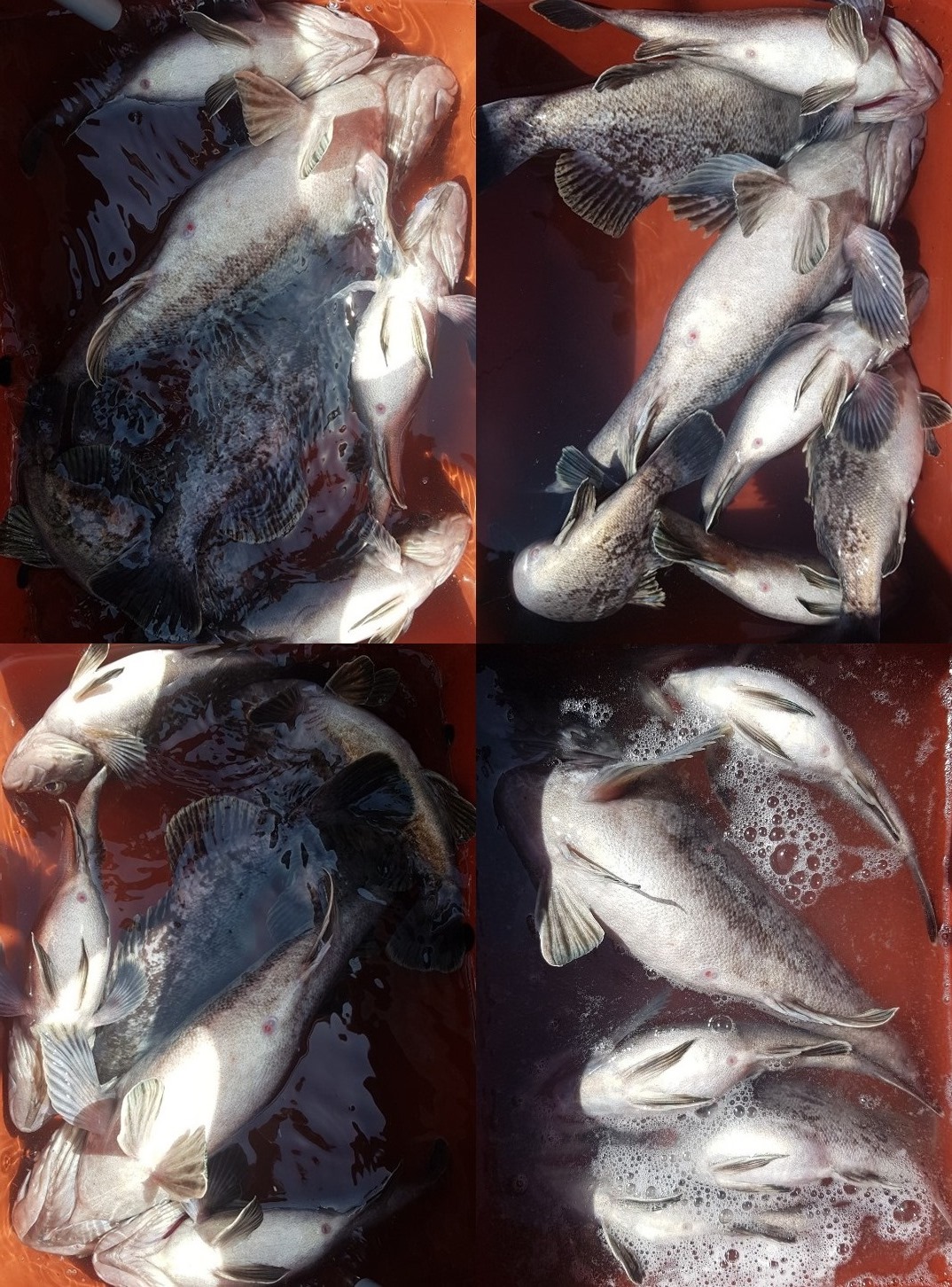 KakaoTalk_20190415_144728775-tile.jpg