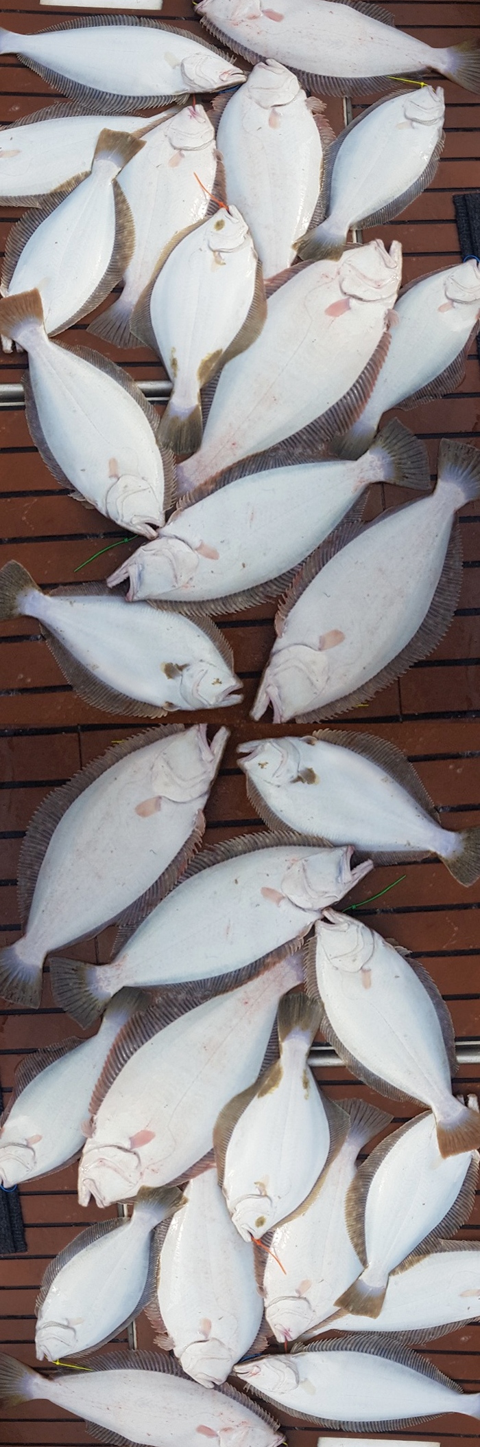 KakaoTalk_20190420_164835042-vert.jpg