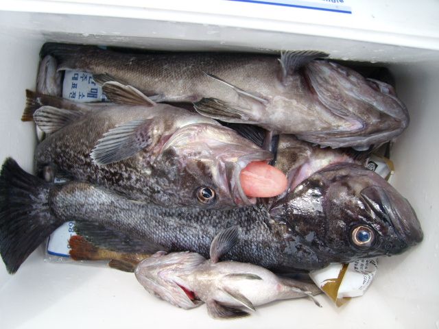 STP65185.JPG