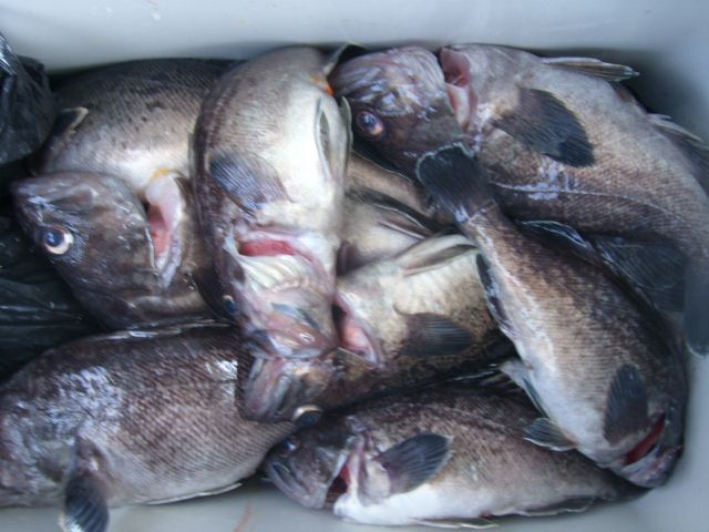 STP66186.JPG
