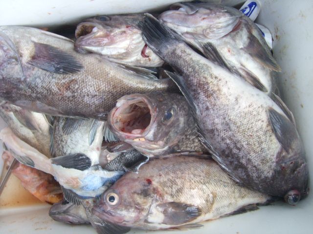 STP66238.JPG
