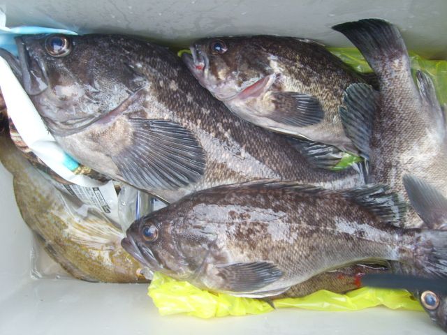 STP66231.JPG