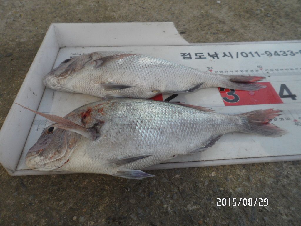 SAM_0361.JPG