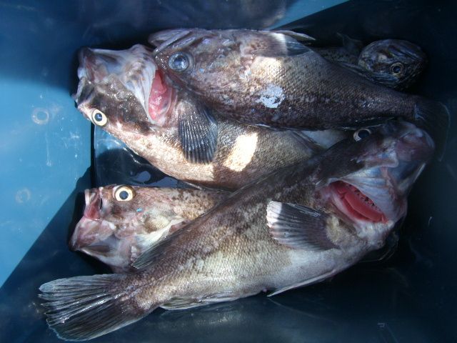 STP66405.JPG