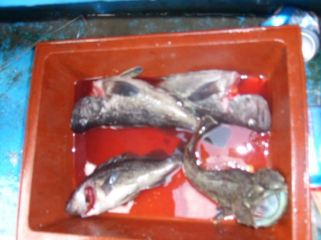 STP66775.JPG