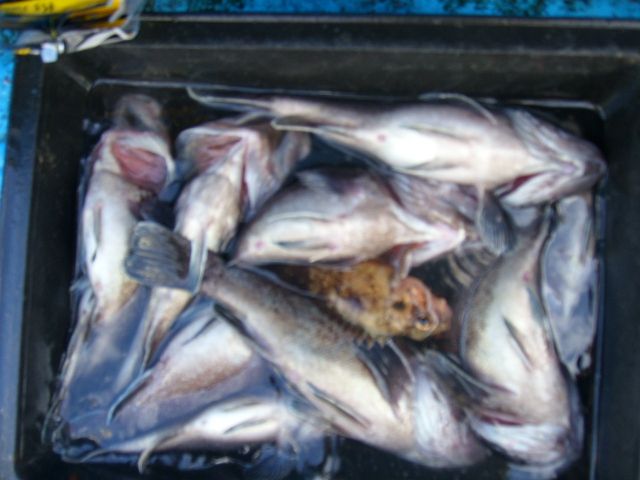 STP66778.JPG