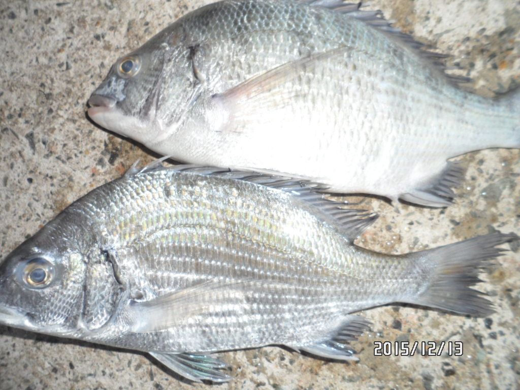 SAM_0908.JPG