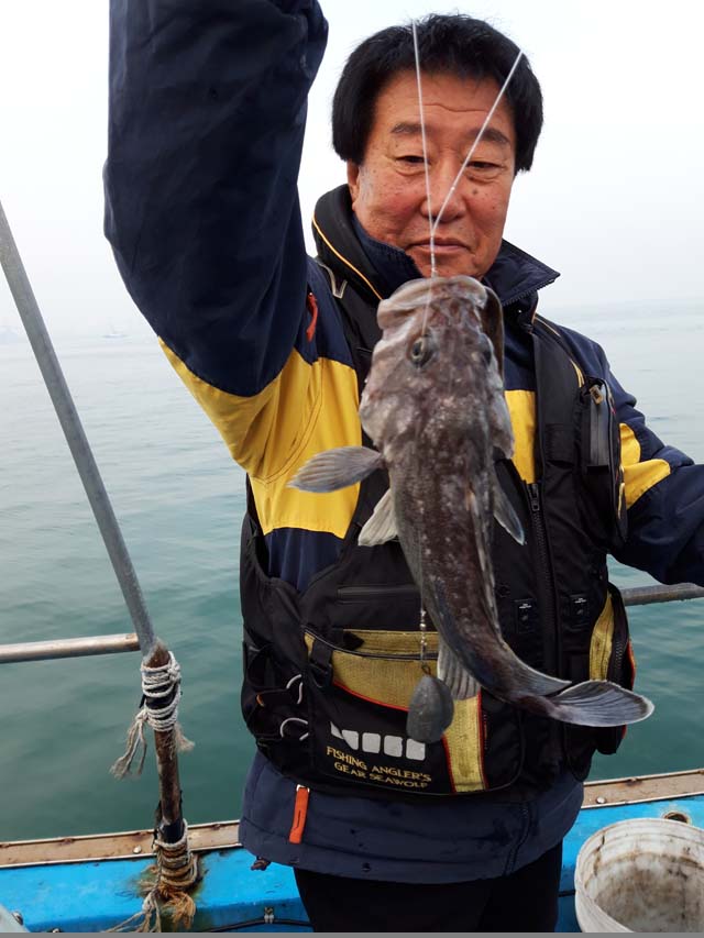 평택본전낚시마트 > 11월16일 평택항배낚시 우럭 조황입니다. : 낚시사랑