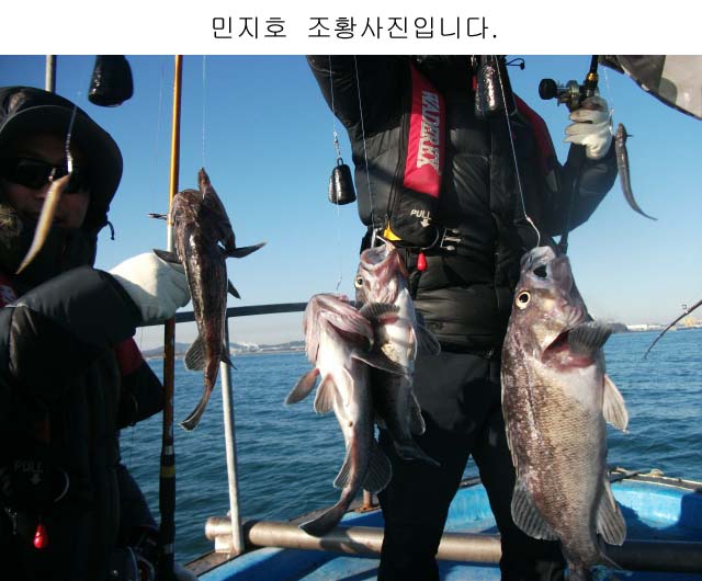 평택본전낚시마트 > 11월17일 평택항배낚시 우럭 조황입니다. : 낚시사랑