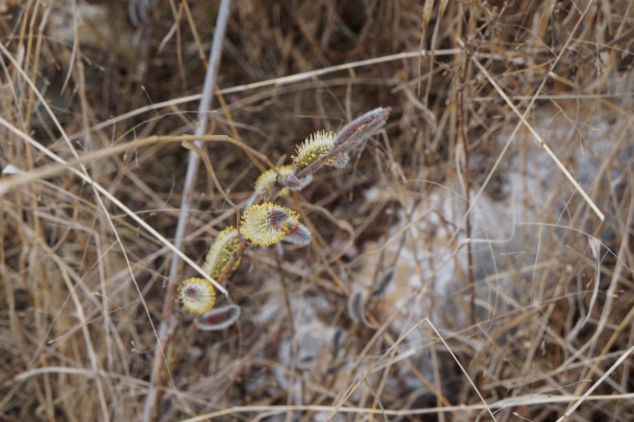 DSC01255.JPG