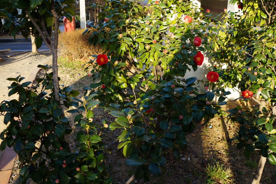 DSC01941.JPG