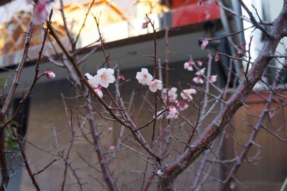 DSC01965.JPG