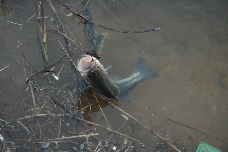 DSC_3611.JPG