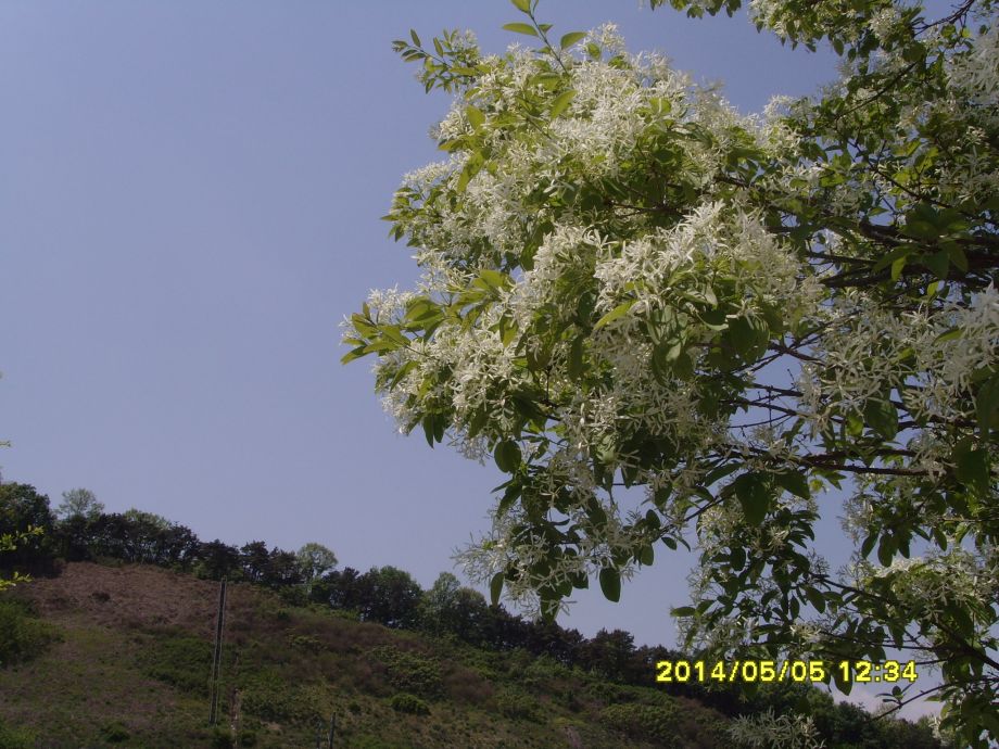 SNV30841.JPG