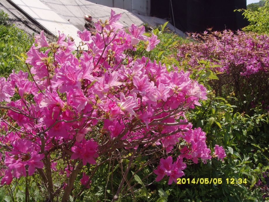 SNV30842.JPG
