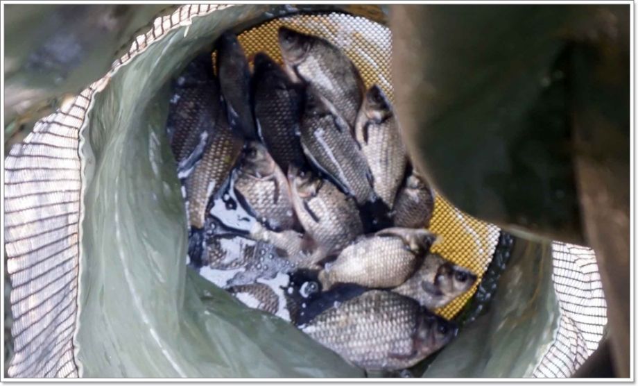 DSC09341(����ö���� �츲��).JPG