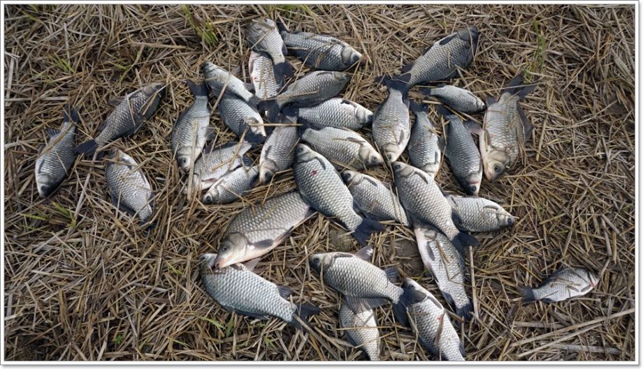 DSC09411(������ ����).JPG