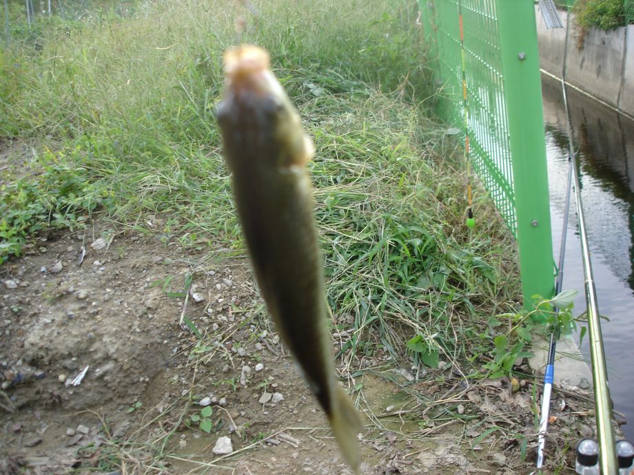 정구지밭 또랑낚시 (5탄)