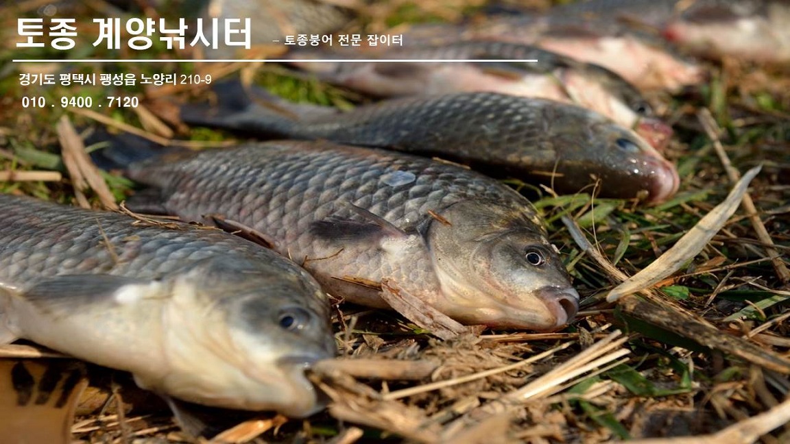 토종계양낚시터 유료낚시터 > ● ** 찌맛~!!** : 낚시사랑
